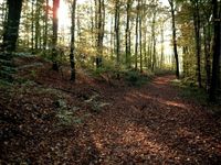 Waldweg oberhalb des Salzbrunnens