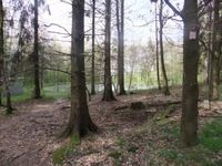 15_Waldweiher