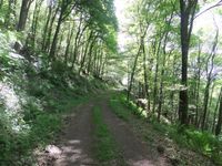 Waldweg am Steilhang zur Saar