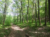 Hochwald, Boden mit Beerenstr&auml;uchern bedeckt